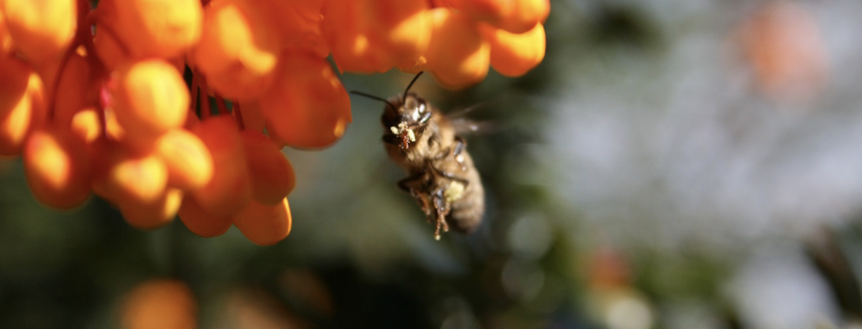 Honey bee on the Berberis darwinii