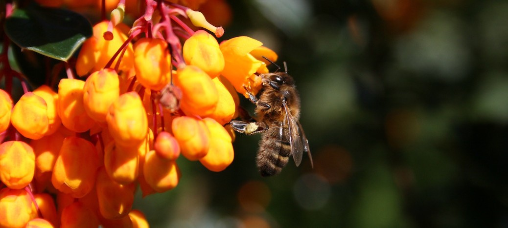 Honey Bee on the Berberis
