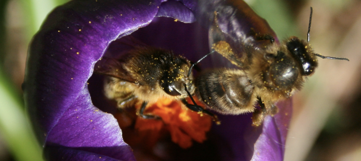 Honey bees in the crocus