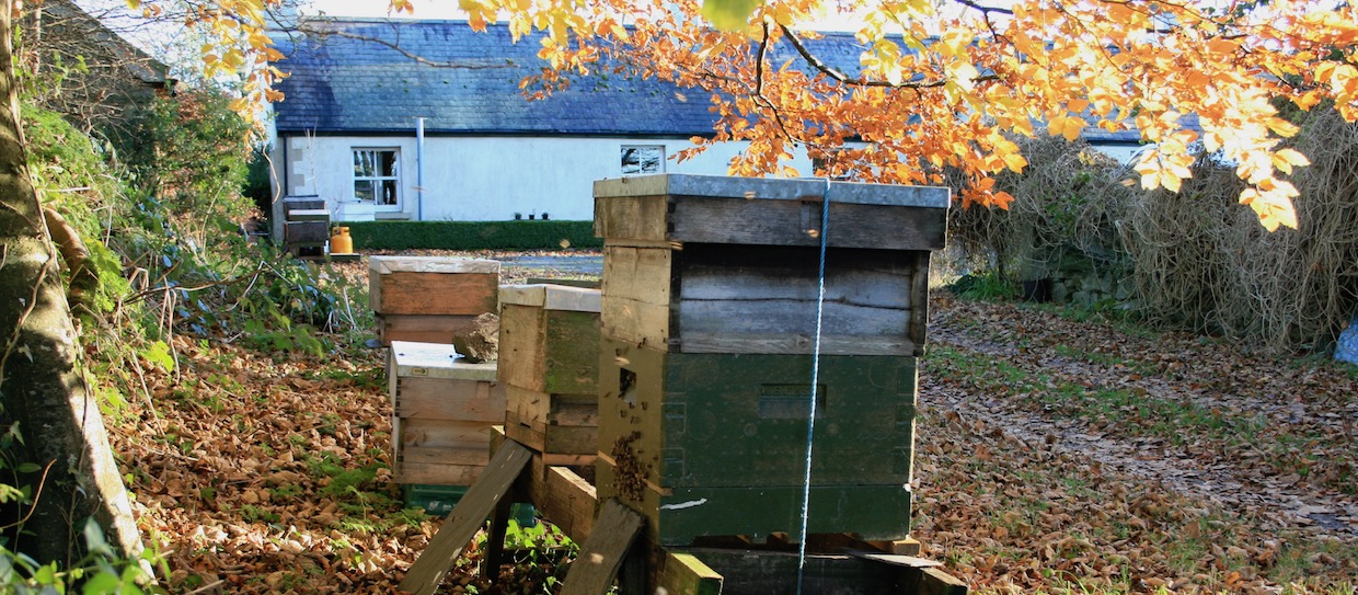 Sunny November Bees
