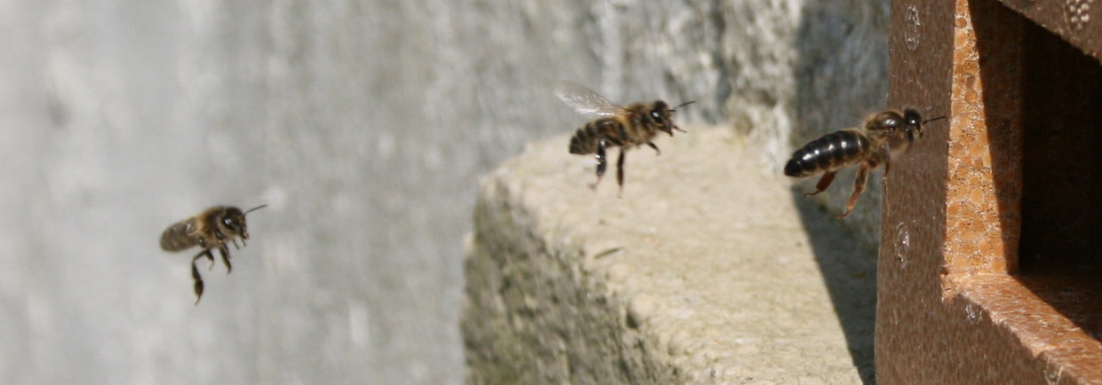 Queen bee returns from mating flight