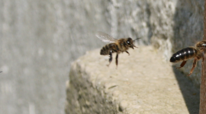 Irish native queen bee returns from mating flight