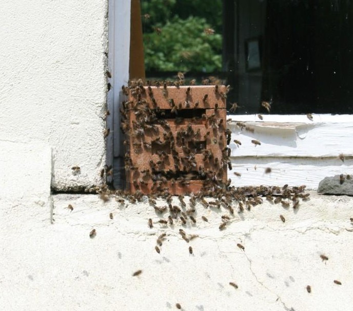 Bees swarming from Apidea