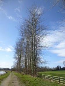 Balsam poplars (Populus trichocarpa) in March