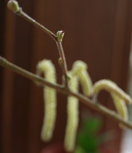 Female hazel catkin