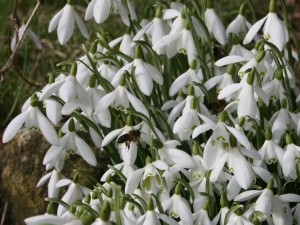 Bee on Snowdrops