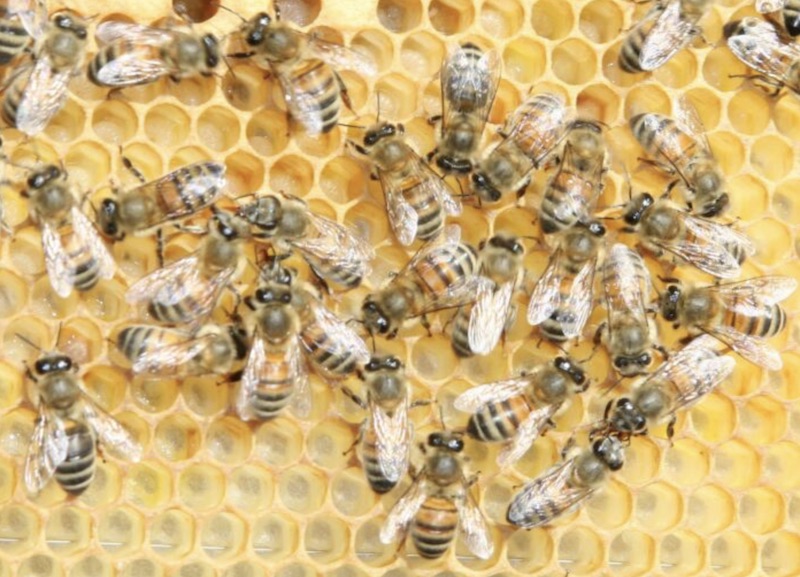 Buckfast Bees