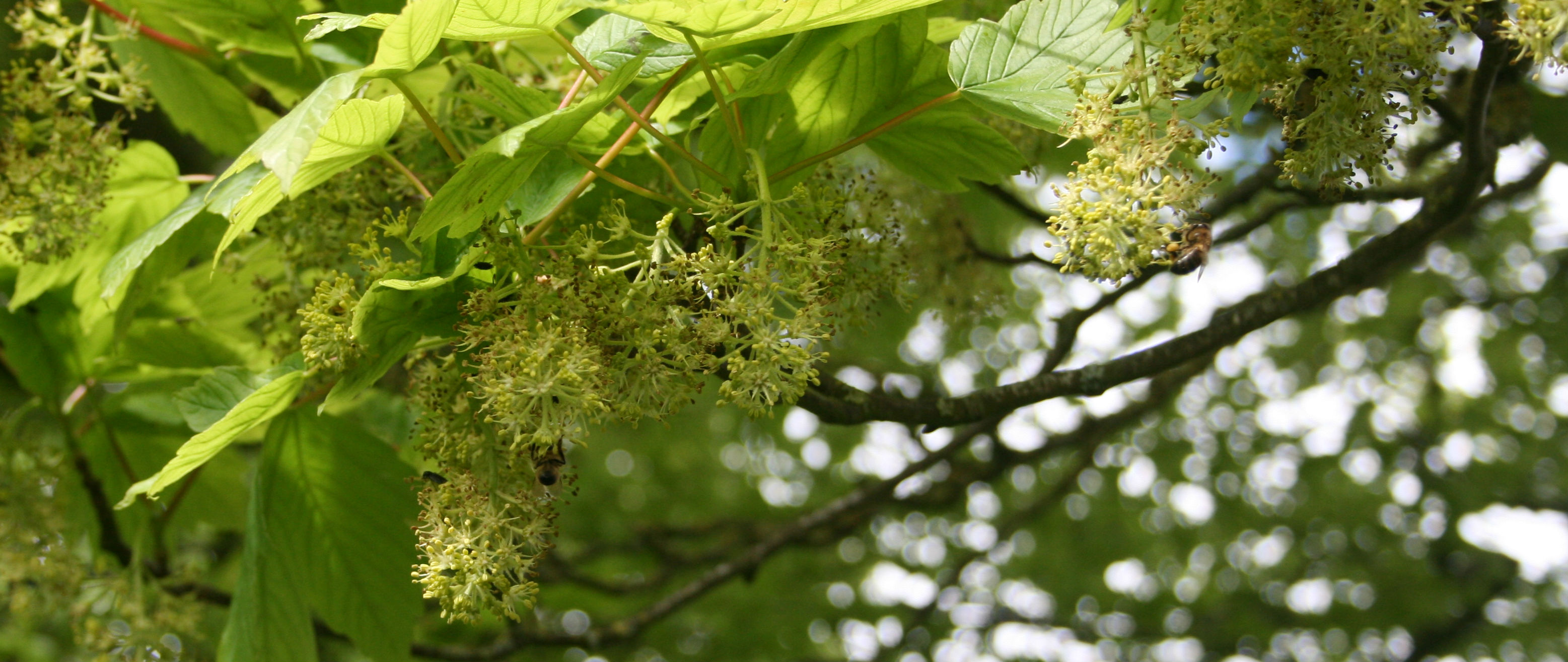 Sycamore flower with bees
