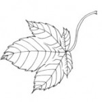 Sycamore Leaf