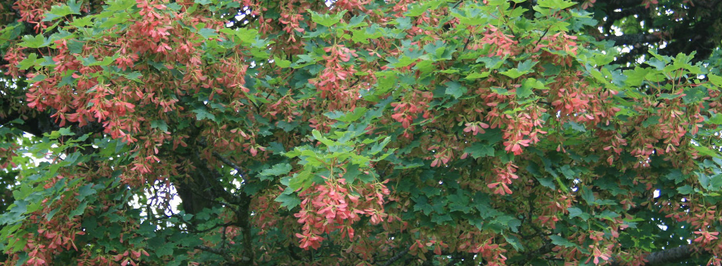 Sycamore (Acer pseudoplatanus) seeds