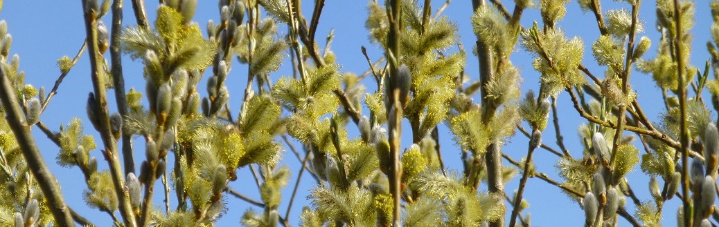 Willow (Salix) catkins