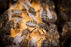 Jane's Native Irish Honey Bees