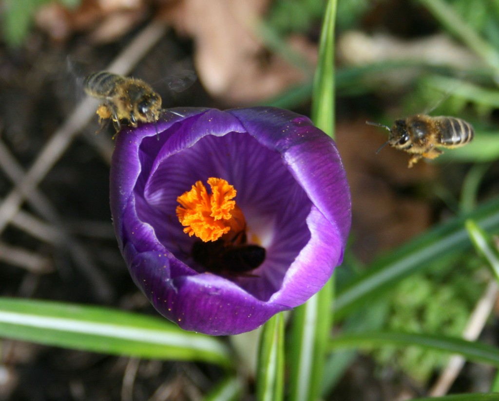 Bees with crocus pollen