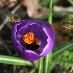 Bees with crocus pollen