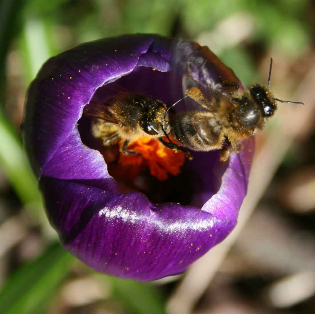 Crocus crowded with bees