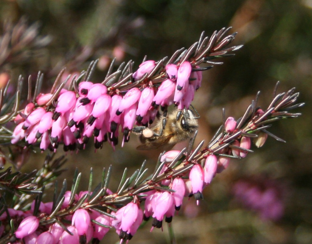 Bee with Erica pollen