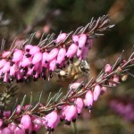 Bee with Erica pollen