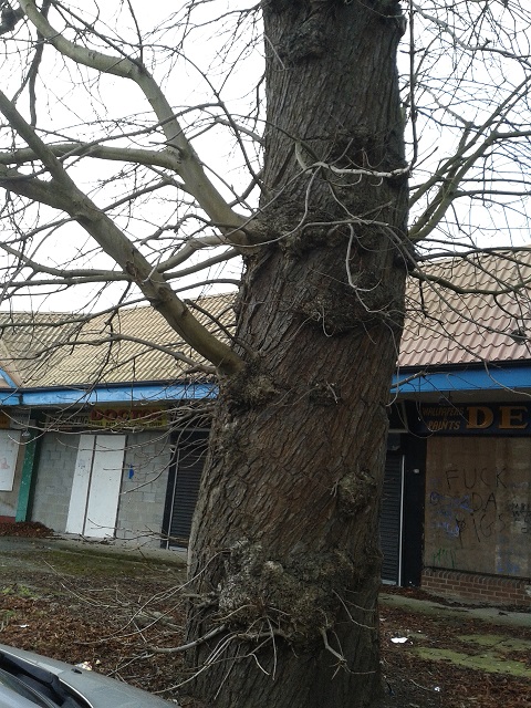 horse chestnut tree bark