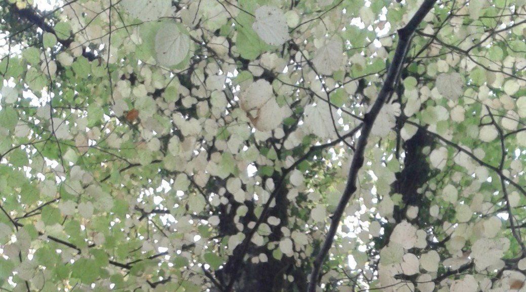 Bee Trees Lime (Tilia spp) Beespoke Info