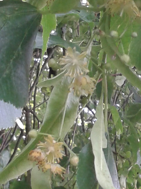 Bee trees - Lime or Tilia Flower