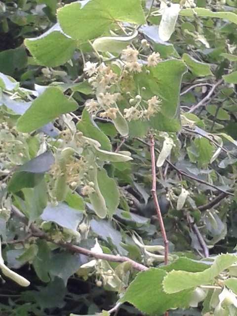 Bee tree - Lime (Tilia) Flowers