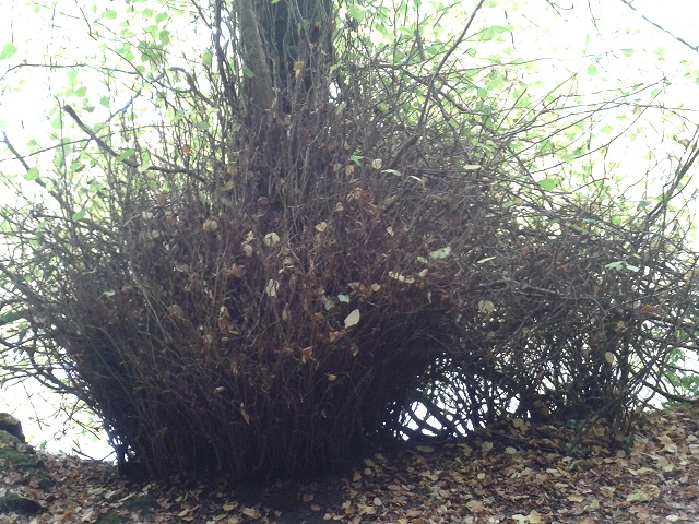 Dense twiggery round the lime (Tilia) tree bole