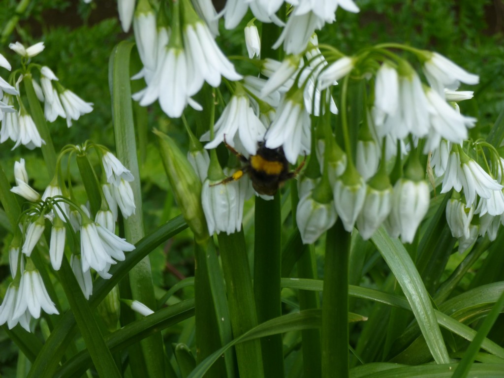 Wild Garlic or Allium triquetrum