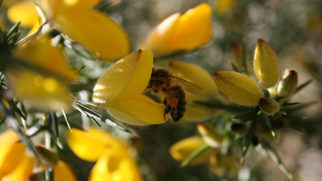 Honey bee gorse pollination of Ulex europaea
