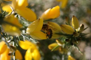 Honey bee gorse pollination of Ulex europaea