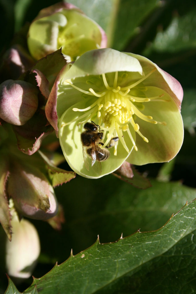 Hellebore pollen