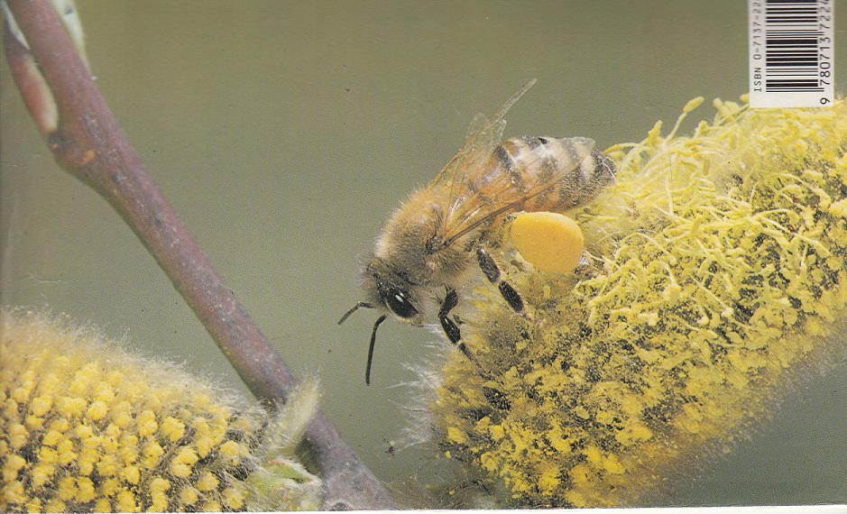 Willow Pollen from Hooper's Cover