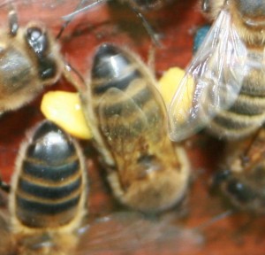 Yellow lime (Tillia spp.) pollen