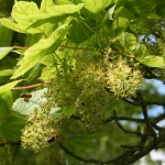 Sycamore flowers and bees with grey green pollen loads