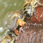 Bee with corbiculae stuffed with sticky propolis