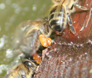 Bee with corbiculae stuffed with sticky propolis