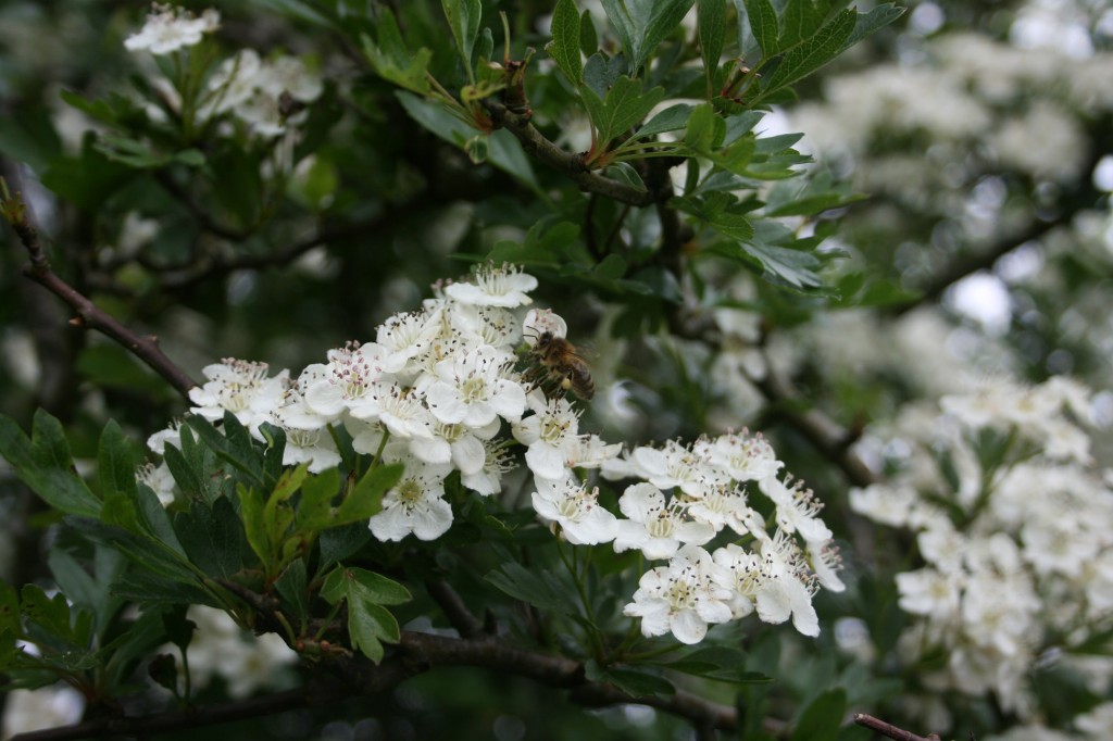 Hawthorn bee with pollen