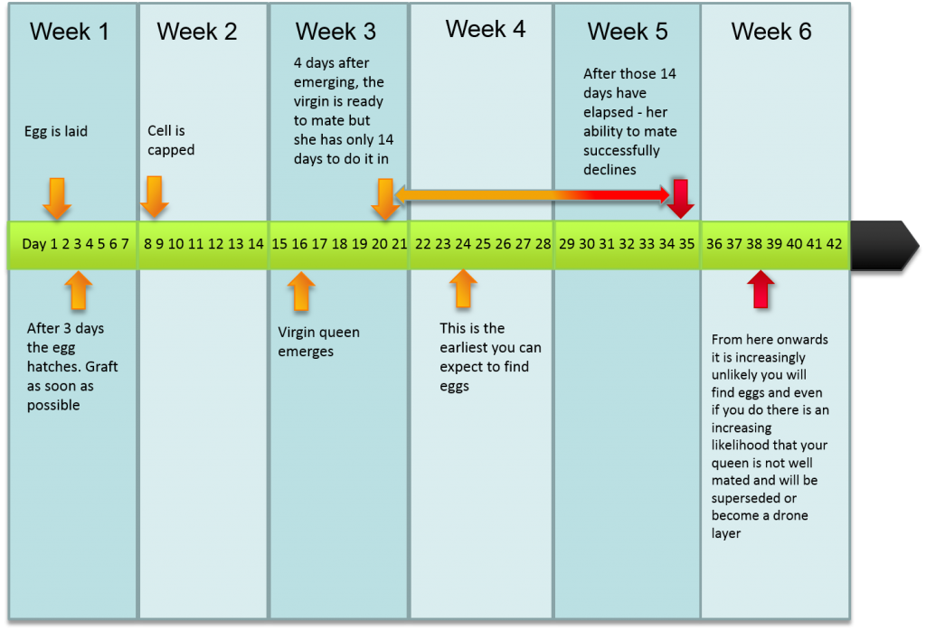 queen-rearing-timeline-beespoke-info