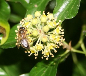 Ivy Pollen