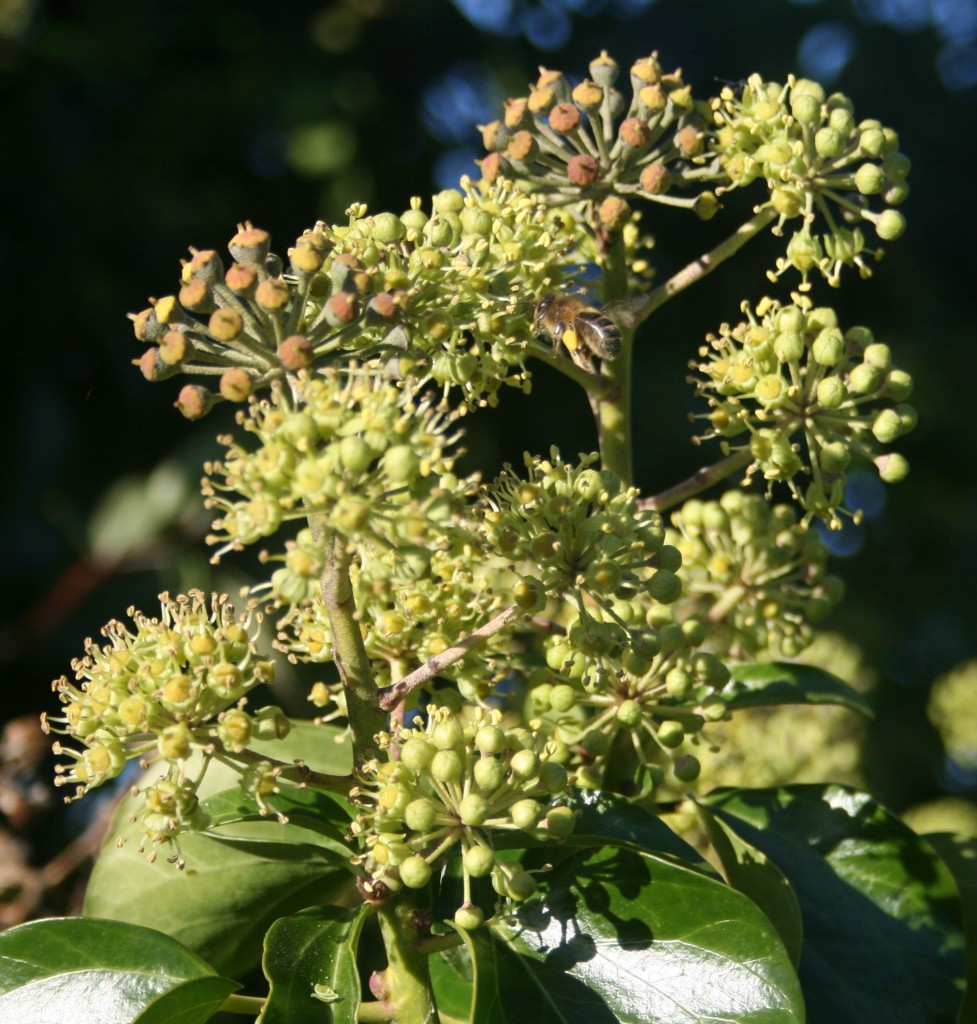 Honey bee working the ivy (Hedera helix) in November