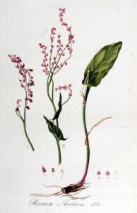 Rumex acetosa