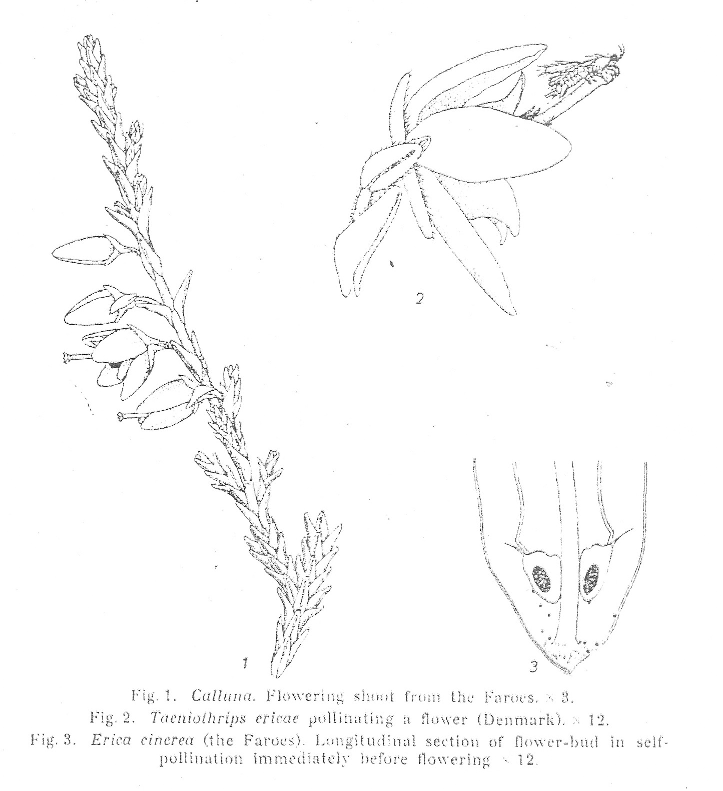 Taeniothrips ericae - the Calluna thrip