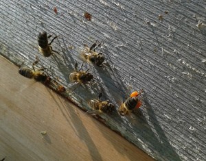 Bees with poplar leaf rust spores (vivid orange) Melampspora larici-populina