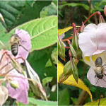 Bees on the Himalayan balsam