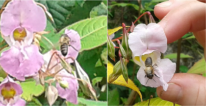 Bees on the Himalayan balsam
