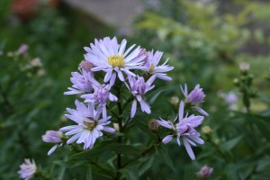 Michaelmas daisies - a bee flower