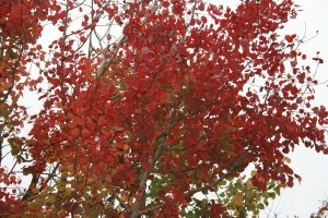 Aspen (Populus tremula) crown in full autumn glory