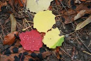 Aspen (Populus tremula) leaves