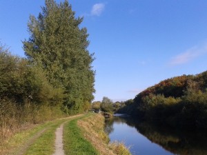 Balsam poplar summer (Populus trichocarpa