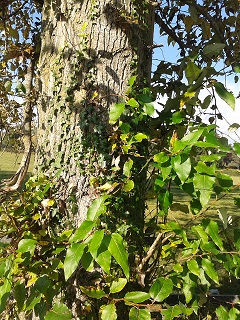 Balsam poplar - Populus trichocarpa