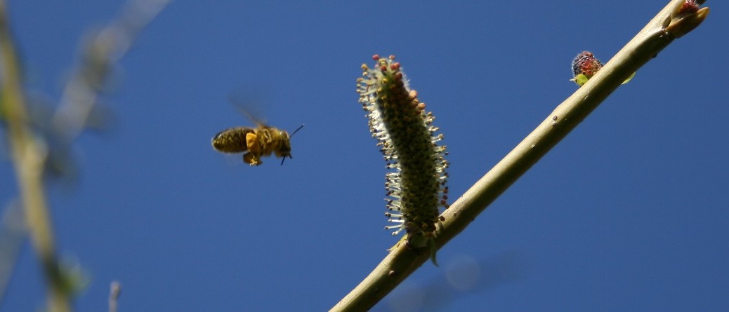 Honey bee approaching willow catkin